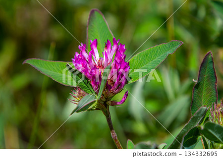 Wild red clover flower isolated Trifolium pratense, with green nature background Wild red clover flower isolated Trifolium pratense, with green nature background 134332695