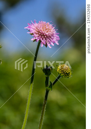 Field scabious Knautia arvensis flowering in meadow. Blue purple wild flower on natural background. Macro. Selective focus Field scabious Knautia arvensis flowering in meadow. Blue purple wild flower on natural background. Macro. Selective focus 134332698