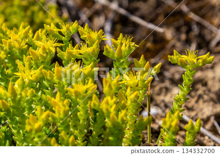 Muller seeds in forest bed. Sedum acre. Yellow flowers growing in the field Muller seeds in forest bed. Sedum acre. Yellow flowers growing in the field 134332700