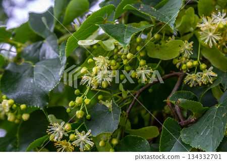 Linden, linden blossom with green leaves on a tree in summer Linden, linden blossom with green leaves on a tree in summer 134332701