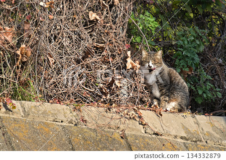 一個場景，一隻貓在水溝裡。 134332879