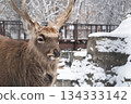 Close up of Yezo sika deer (Cervus nippon yesoensis) with snow in winter. Asahikawa, Hokkaido, Japan. 134333142