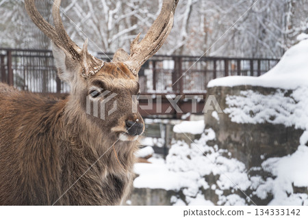 Close up of Yezo sika deer (Cervus nippon yesoensis) with snow in winter. Asahikawa, Hokkaido, Japan. Close up of Yezo sika deer (Cervus nippon yesoensis) with snow in winter. Asahikawa, Hokkaido, Japan. 134333142