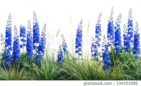 Blue and yellow flowers with lavender on white background Blue and yellow flowers with lavender on white background 134333886