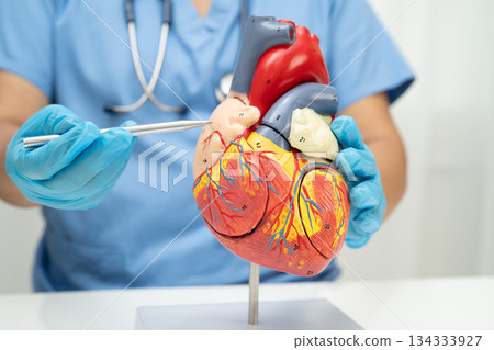 Cardiovascular disease CVD, doctor with heart human model anatomy for treatment patient in hospital. 134333927