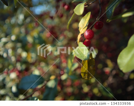在陽光明媚的十一月天，秋天的漿果正在成熟。 134333936