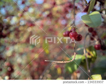 在陽光明媚的十一月天,秋天的漿果正在成熟。 在陽光明媚的十一月天,秋天的漿果正在成熟。 134333937