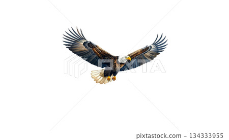 Watercolor eagle flying isolated on white background. 134333955