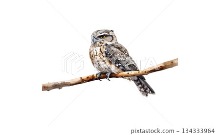 Colorful birds on watercolor branches isolated on white background Colorful birds on watercolor branches isolated on white background 134333964