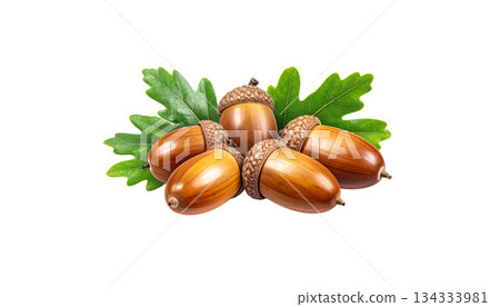 Autumn set of acorns, leaves, isolated on white background. Autumn set of acorns, leaves, isolated on white background. 134333981