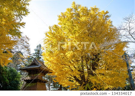 Yellow leaves of the deciduous ginkgo tree at Sairenji Temple [Namegata City, Ibaraki Prefecture] 134334017