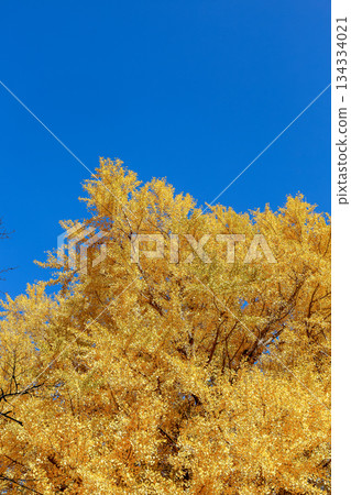 高大的落葉銀杏樹，有著鮮豔的金黃色葉子，映襯著藍天。 134334021