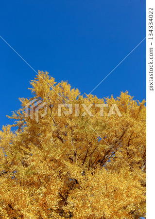 高大的落葉銀杏樹，有著鮮豔的金黃色葉子，映襯著藍天。 134334022