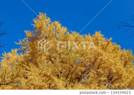 高大的落葉銀杏樹,有著鮮豔的金黃色葉子,映襯著藍天。 高大的落葉銀杏樹,有著鮮豔的金黃色葉子,映襯著藍天。 134334023