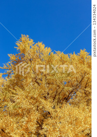 A tall deciduous ginkgo tree with vibrant yellow leaves against a blue sky A tall deciduous ginkgo tree with vibrant yellow leaves against a blue sky 134334024
