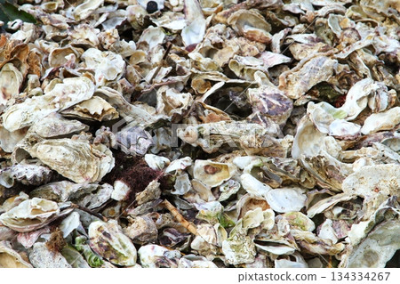 Oyster shell 134334267