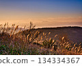 A landscape of Japanese pampas grass in the countryside illuminated by soft morning light 134334367