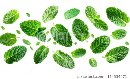Fresh mint leaves isolated on white background 134334471