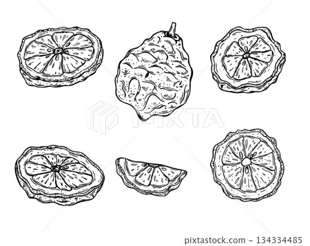 Slice and whole of juicy bergamot fruit clip art black ink sketch. Monochrome Asian juicy citrus fruit set vector isolated illustration. Kaffir lime for menu, cosmetic packaging, food ingredient Slice and whole of juicy bergamot fruit clip art black ink sketch. Monochrome Asian juicy citrus fruit set vector isolated illustration. Kaffir lime for menu, cosmetic packaging, food ingredient 134334485