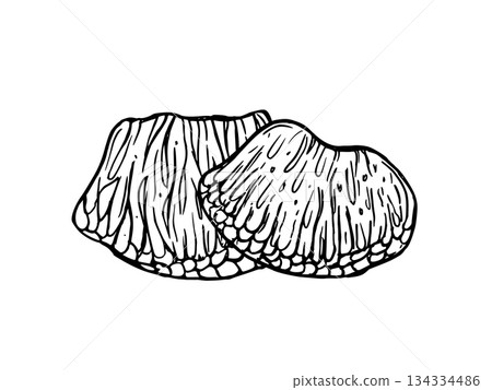 Monochrome two peeled grapefruit segments vector isolated illustration painted by black inks. Juicy pulp of tropical citrus fruit slices etching drawing for food packaging, juice labels, diet blogs 134334486