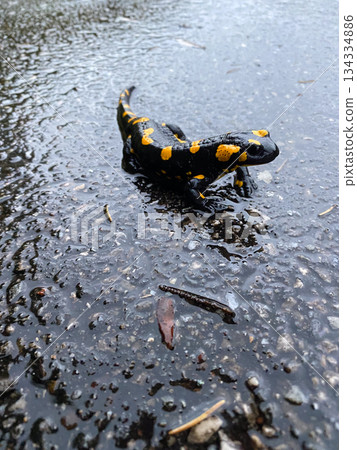 Close-up of a Brightly Colored Fire Salamander 134334886