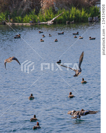 Waterfowl gathering at the pond 134334908