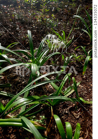 White Cayman Islands spider-lily 134335072