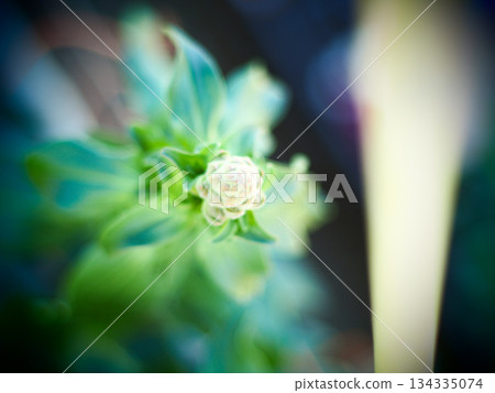 漂亮的白花 134335074