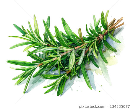 Rosemary bunch watercolor illustration 134335077