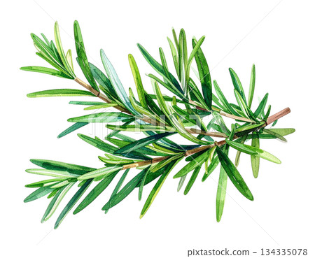 迷迭香枝水彩插圖 134335078