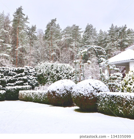 Snow covering garden landscape creating a serene winter scene with pruned shrubs and white house roof 134335099