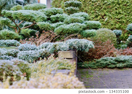Hoarfrost covering juniper and other evergreen plants in a beautiful well designed winter garden landscape Hoarfrost covering juniper and other evergreen plants in a beautiful well designed winter garden landscape 134335100