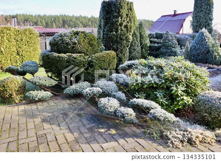 Winter garden landscape with evergreen shrubs and trees covered in hoarfrost, creating a scenic and peaceful morning view 134335101