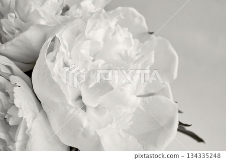 Peony flower showcasing white delicate petals. Color of the Year Concept 134335248