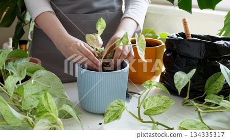 Plant rehabilitation. Woman repotting plant, performing indoor gardening and plant care at home 134335317