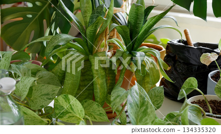 Plant rehabilitation. Caring for neglected plants, restoring and reviving sick houseplants 134335320