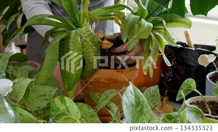 Plant rehabilitation. Woman caring for neglected plants, restoring and reviving sick houseplants 134335321