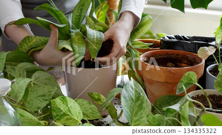Plant rehabilitation. Woman caring for neglected plants, restoring and reviving sick houseplants Plant rehabilitation. Woman caring for neglected plants, restoring and reviving sick houseplants 134335322