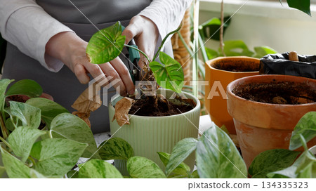 Woman caring for neglected plants, restoring and reviving sick houseplants. Plant rehabilitation 134335323