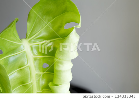 New monstera leaf with fresh green color and natural texture. Caring for houseplants New monstera leaf with fresh green color and natural texture. Caring for houseplants 134335345