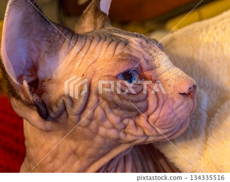 Serene sphynx portrait emphasizing vulnerability and tender emotion Serene sphynx portrait emphasizing vulnerability and tender emotion 134335516