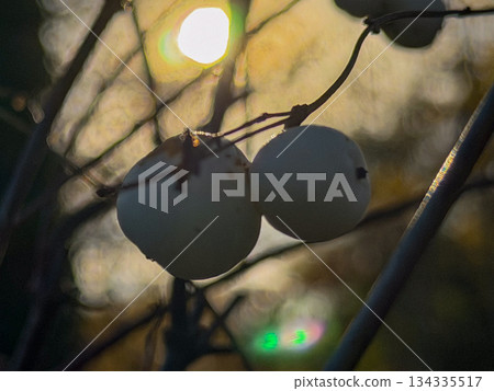 Serene outdoor scene capturing fragile berries in winter light 134335517