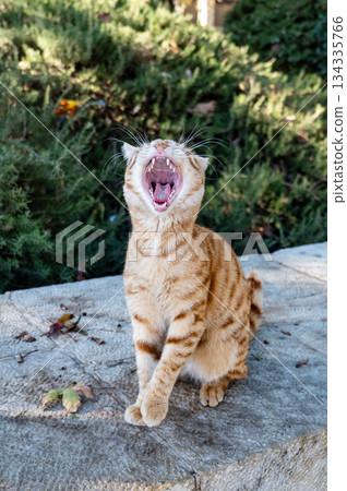 YawninAdorable fluffy ginger Maine Coon cat yawning on bed, close-up portrait indoors, cute domestic petg ginger Maine Coon cat portrait indoors close-up YawninAdorable fluffy ginger Maine Coon cat yawning on bed, close-up portrait indoors, cute domestic petg ginger Maine Coon cat portrait indoors close-up 134335766