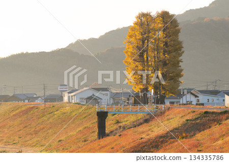 Autumn leaves trees 134335786