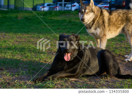 A Laika and a German Shepherd Labrador mix relax on the grass 134335800