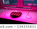 germination of seeds under a phytolamp in an apartment 134335831
