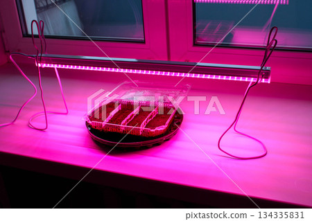 germination of seeds under a phytolamp in an apartment 134335831