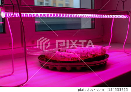 Plastic containers under a photo lamp in winter on the windowsill 134335833