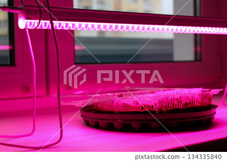 Purple Phyto Lamp Light For Plants 134335840