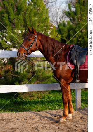 A horse stands in a riding arena. Vertical photo. Portrait of a brown horse. 134335960